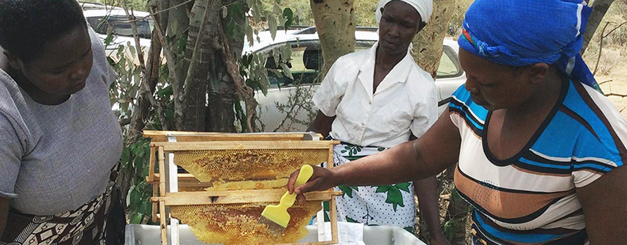 Kvinnor som skrapar honung