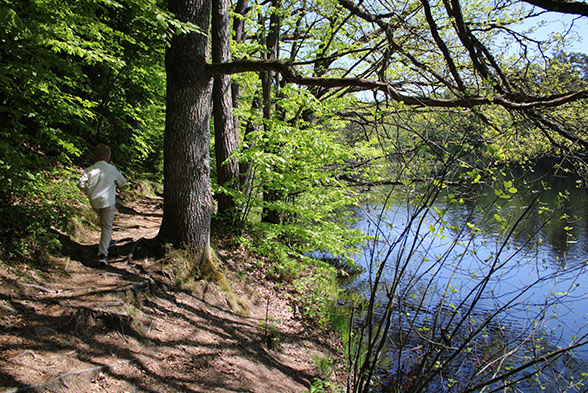 Skog och vatten vid rullstensåsen i Vedema.