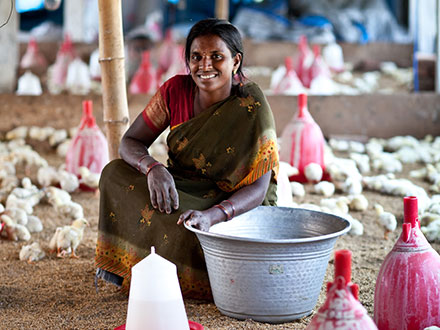 Indisk kvinna med kycklinar