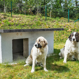 Bygg en isolerad hundkoja i betong